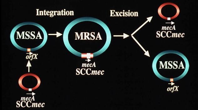 SCCMec
