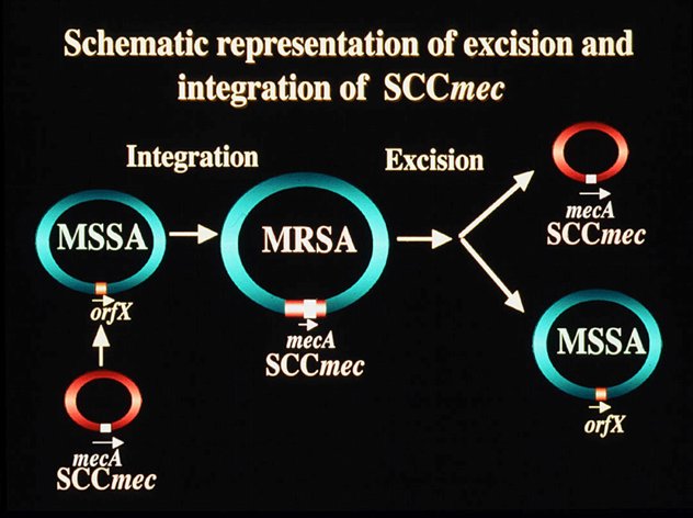 SCCmec The basics